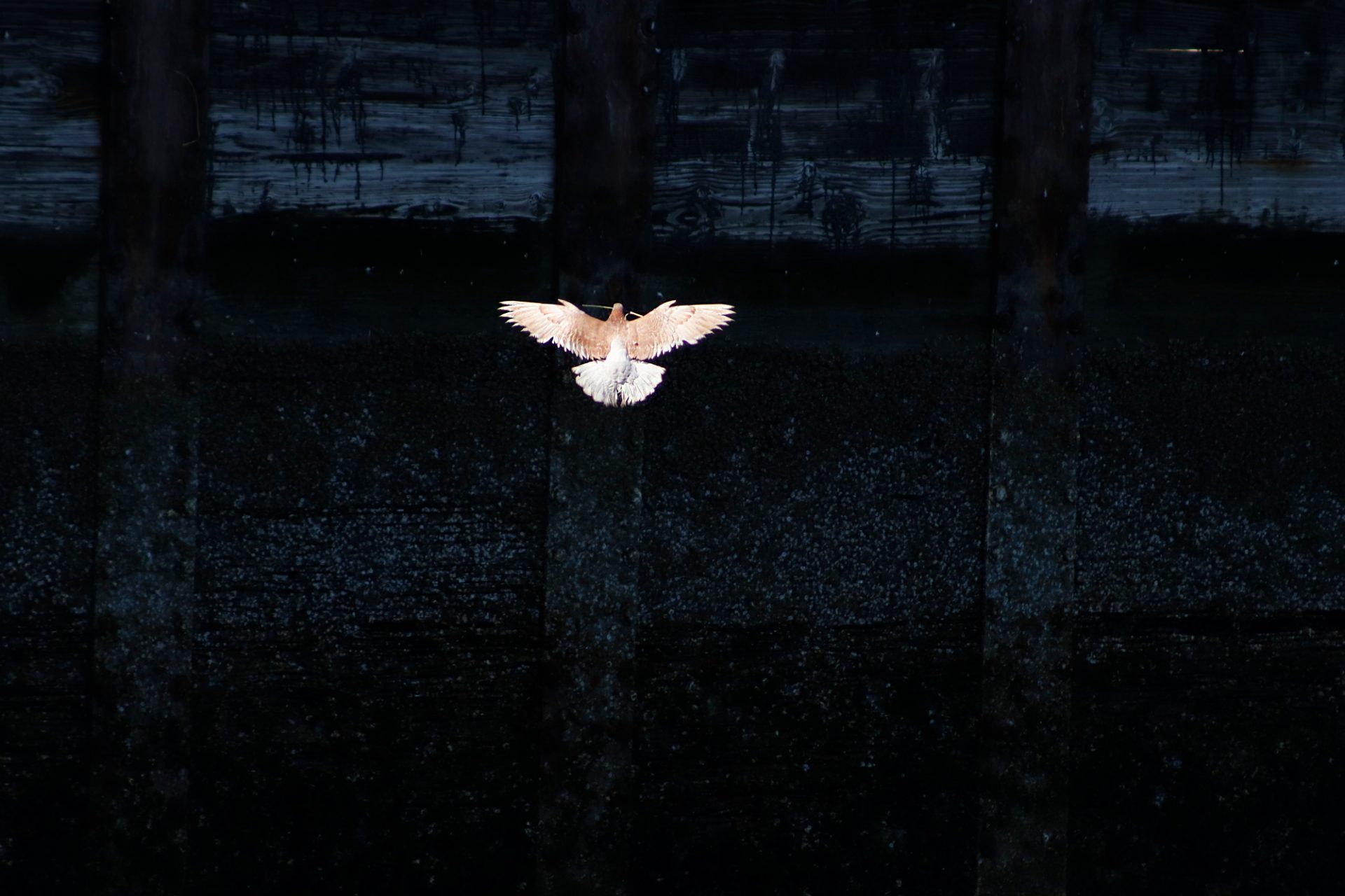 Rock Pigeon flying underneath a pier